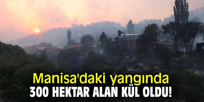 Manisa'daki yangında 300 hektar alan kül oldu!