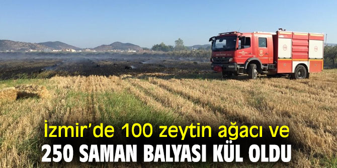 İzmir’de çıkan yangında 100 zeytin ağacı ve 250 saman balyası kül oldu