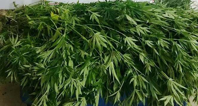 Serada 18 kök Hint keneviri ele geçirildi