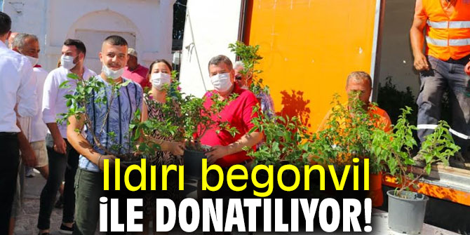 Çeşme Ildırı begonvil ile donatılıyor!