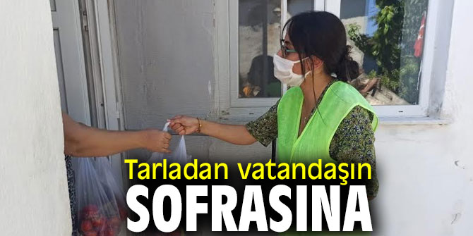 Tarladan vatandaşın sofrasına