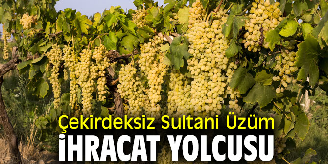 Çekirdeksiz Sultani Üzüm ihracat yolcusu