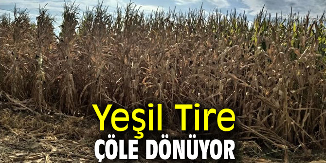 Yeşil Tire çöle dönüyor