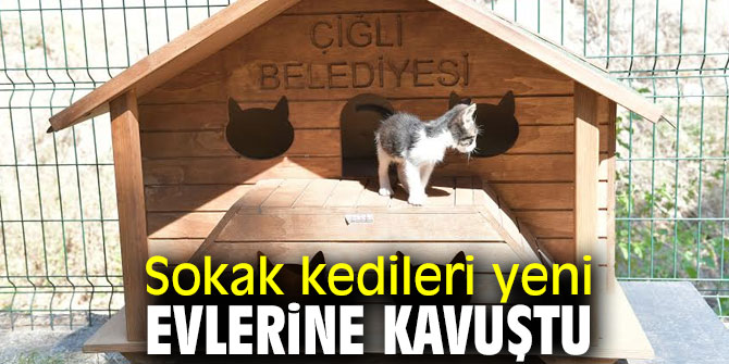Çiğli'de sokak kedileri yeni evlerine kavuştu