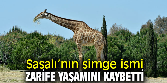 Sasalı’nın simge ismi Zarife hayatını kaybetti