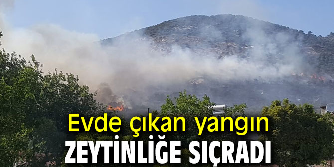 Evde yangın çıktı! Zeytinliğe sıçradı