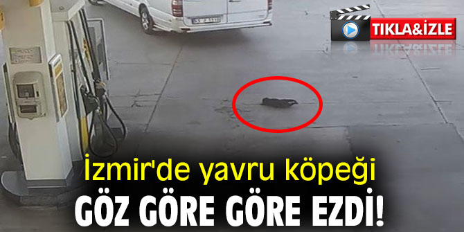 İzmir'de yavru köpeği göz göre göre ezdi!