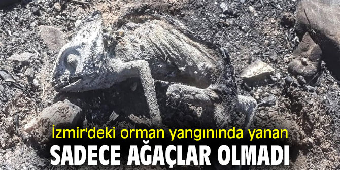 İzmir'deki orman yangınında yanan sadece ağaçlar olmadı