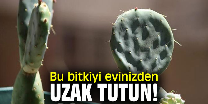 Bu bitkilerden evinizde varsa dikkat! Uzak tutun