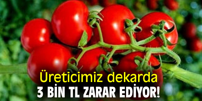 Üreticimiz dekarda 3 bin TL zarar ediyor!