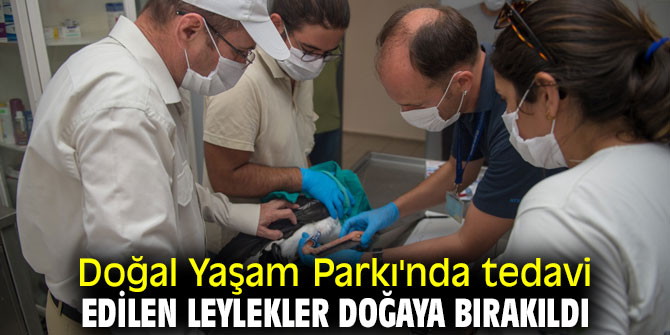 Doğal Yaşam Parkı'nda tedavi edildiler! Doğaya salındılar