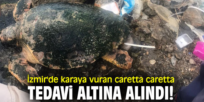 İzmir'de karaya vuran caretta caretta tedavi altına alındı!