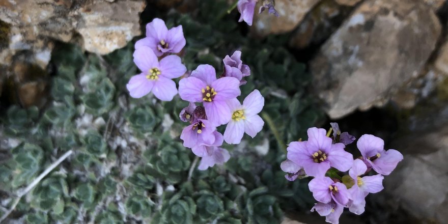 “Bakır Kazteresi”  yeniden bulundu