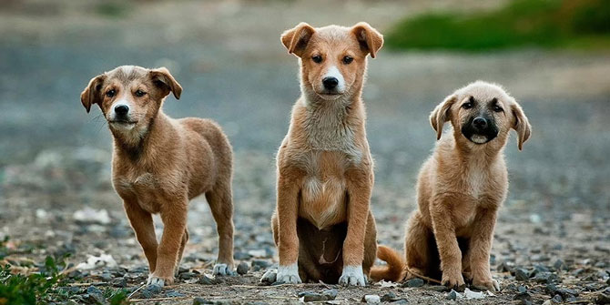 Sokak hayvanlarının sorunları “Farkında Mısın?” etkinliğinde ele alınıyor 