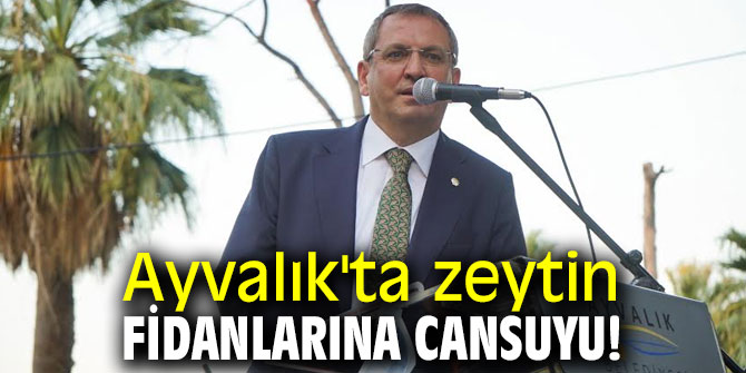 Ayvalık'ta zeytin fidanlarına cansuyu!