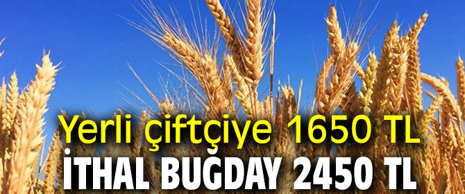 Yerli çiftçiye 1650 TL, ithal buğday 2450 TL