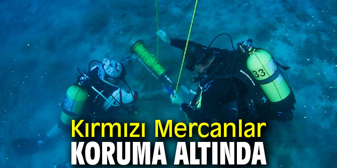 Kırmızı Mercanlar koruma altında