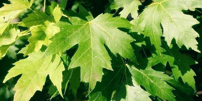 Yol yapımı için 100 yıllık çınar ağaçları kurban ediliyor