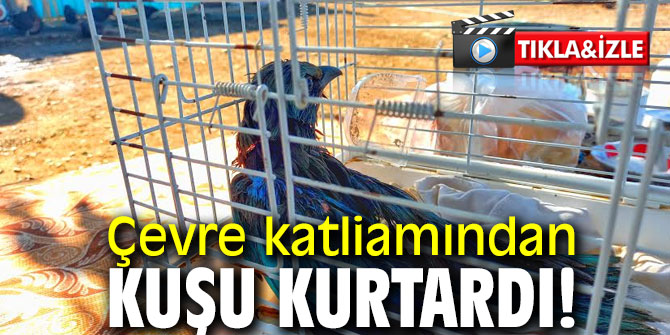 Çevre katliamından kuşu kurtardı!