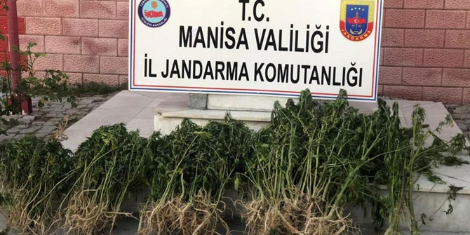 Alaşehir’de kenevir operasyonu