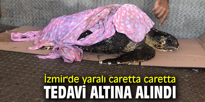 İzmir'de yaralı caretta caretta tedavi altına alındı