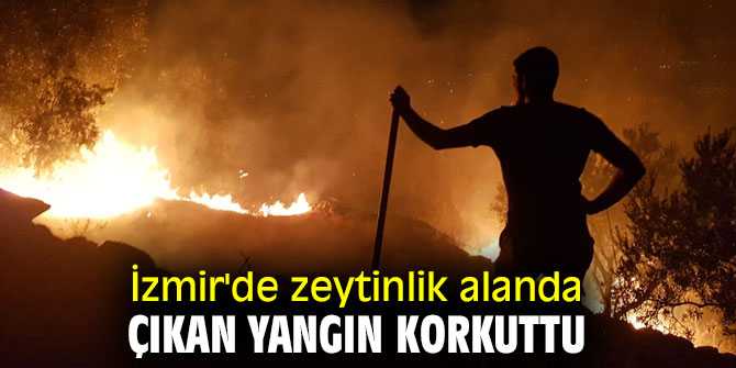 İzmir'de zeytinlik alanda çıkan yangın korkuttu