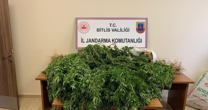 94 kilo 850 gram kubar esrar ile 237 kök kenevir ele geçirildi