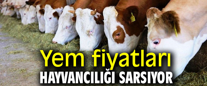Yem fiyatları hayvancılığı sarsıyor