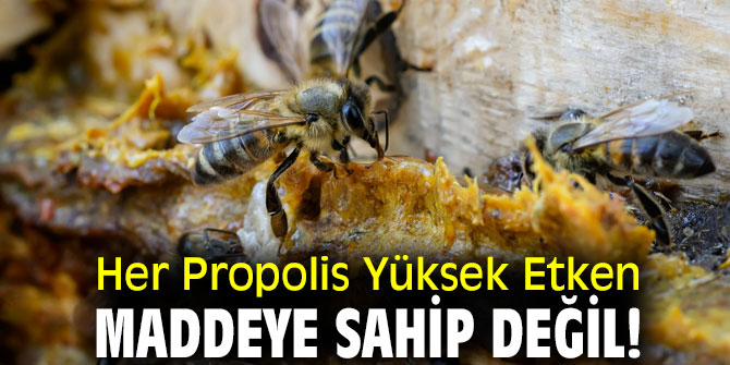 Uzmanı uyardı! Her Propolis Yüksek Etken Maddeye Sahip Değil!