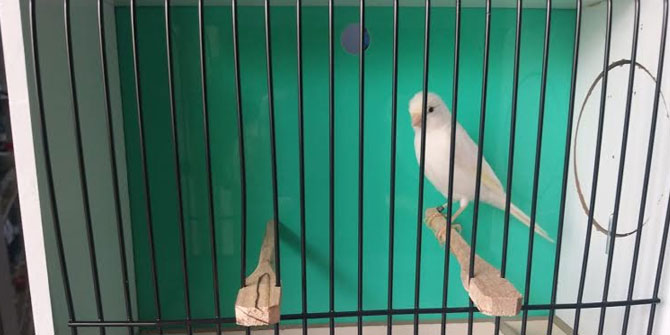 Karşıyaka Kanarya Severler’den 2020-2021 Sezonuna Merhaba