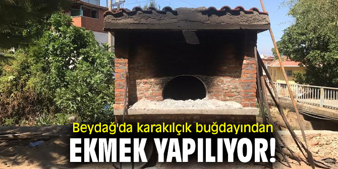 Beydağ'da Karakılçık Buğdayından Ekmek yapılıyor!