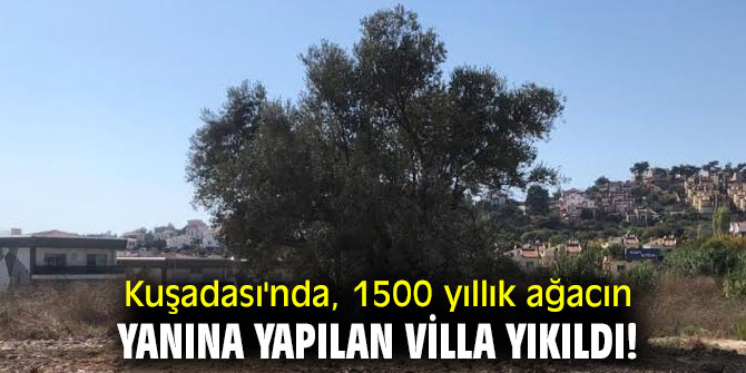 Kuşadası'nda, 1500 yıllık ağacın yanına yapılan villa yıkıldı!