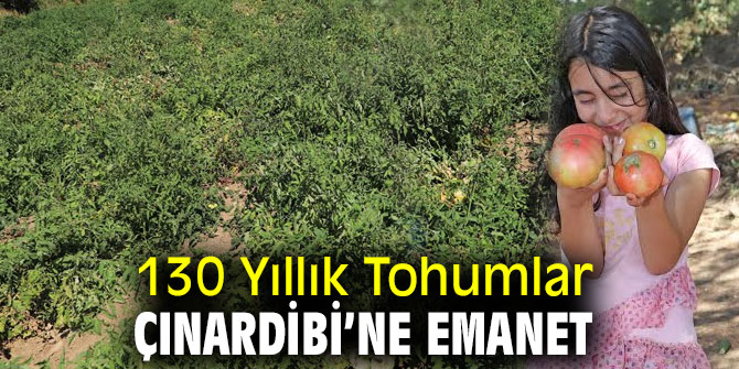 Bayındır'da Yerli Tohumdan Pembe Domates Üretiyor