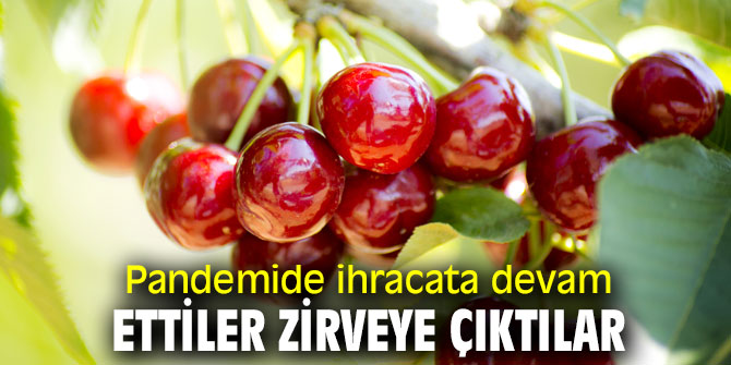 Pandemide ihracata devam ettiler zirveye çıktılar