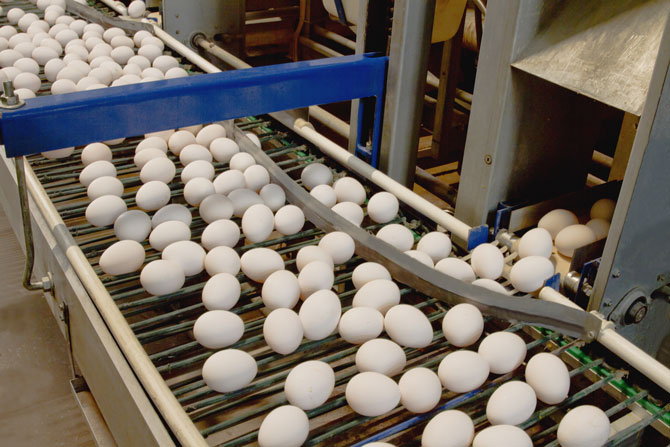 Güres Teknoloji’den Yumurta Konveyör Sistemi!