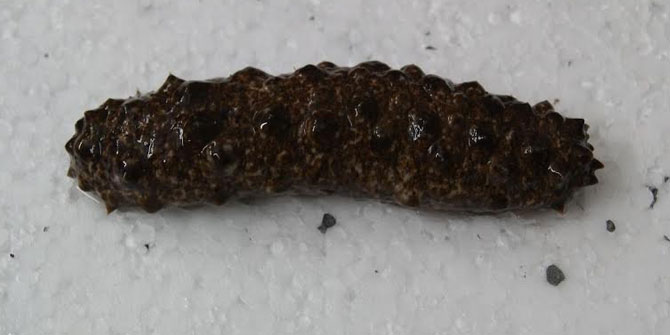 EÜ Su Ürünlerinden Öncü Bir Proje Daha