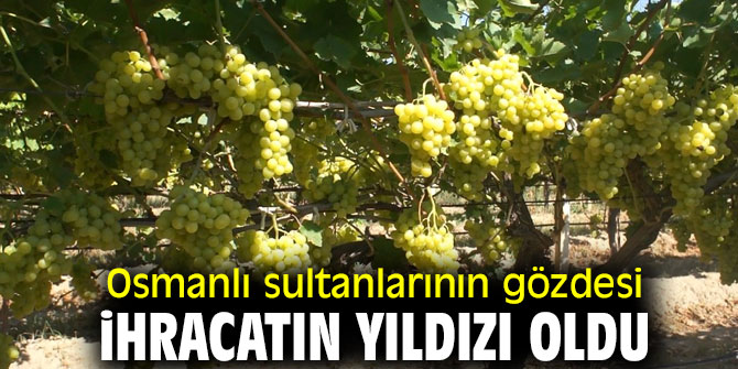 Çekirdeksiz sofralık sultani üzüm ihracatın yıldızı oldu