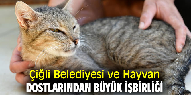 Çiğli Belediyesi ve Hayvan Dostlarından Büyük İşbirliği 