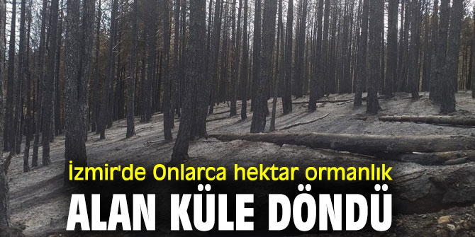İzmir'de Onlarca hektar ormanlık alan küle döndü