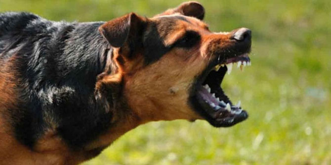 İzmir Veteriner Hekimleri Odası'ndan Kuduz Günü açıklaması!