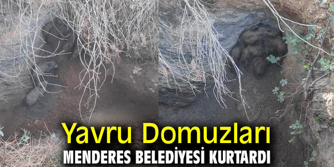 Yavru Domuzları Menderes Belediyesi Kurtardı