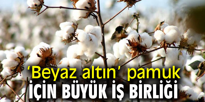 ‘Beyaz altın’ pamuk için büyük iş birliği