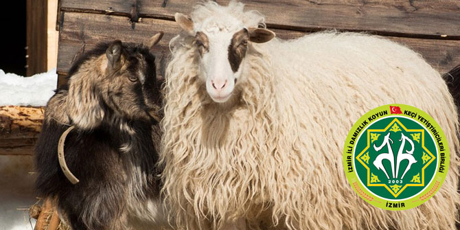 Damızlık Koyun Keçi Yetiştiricileri'nden yasal düzenleme çağrısı!