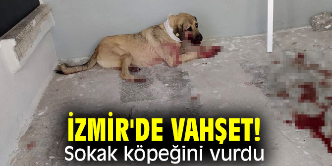 İzmir'de vahşet! Sokak köpeğini vurdu
