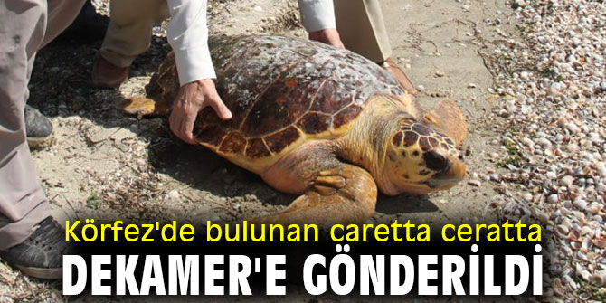 Körfez'de bulundu! DEKAMER'e gönderildi