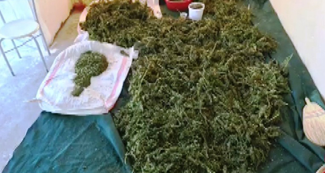 Çatıda esrar üssü kurulmuş! 