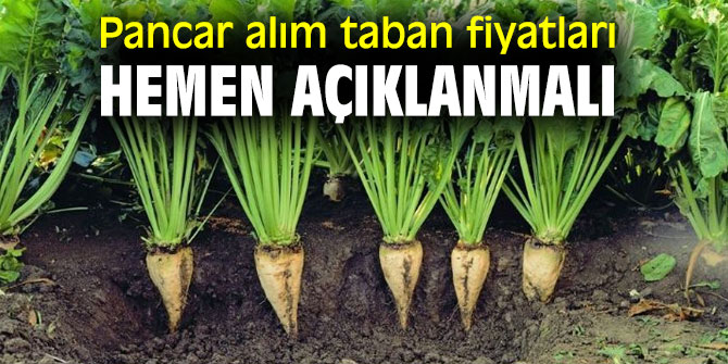 Pancar alım taban fiyatları hemen açıklanmalı