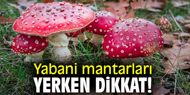 Yabani mantarları yerken dikkat!