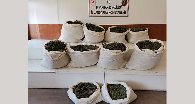 325 kilo esrar, 373 bin kök kenevir ele geçirildi