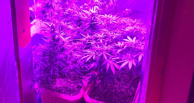 Ev uyuşturucu tarlası olmuş!